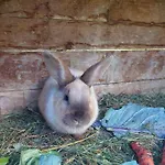 לינה וארוחת בוקר Biobauernhof Habersatter