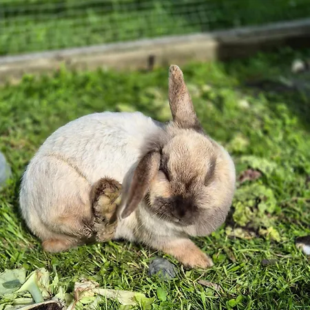 Bed & Breakfast Biobauernhof Habersatter 3*