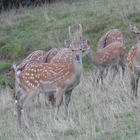 Biobauernhof Habersatter 3* Radstadt