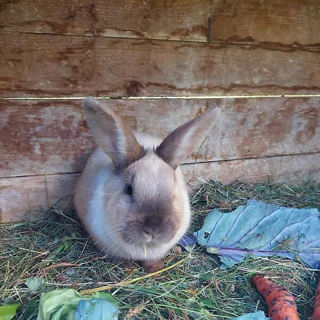 Bed & Breakfast Biobauernhof Habersatter