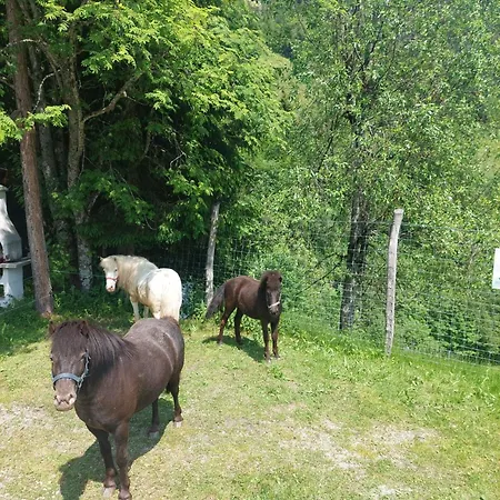 Bed & Breakfast Biobauernhof Habersatter 3*