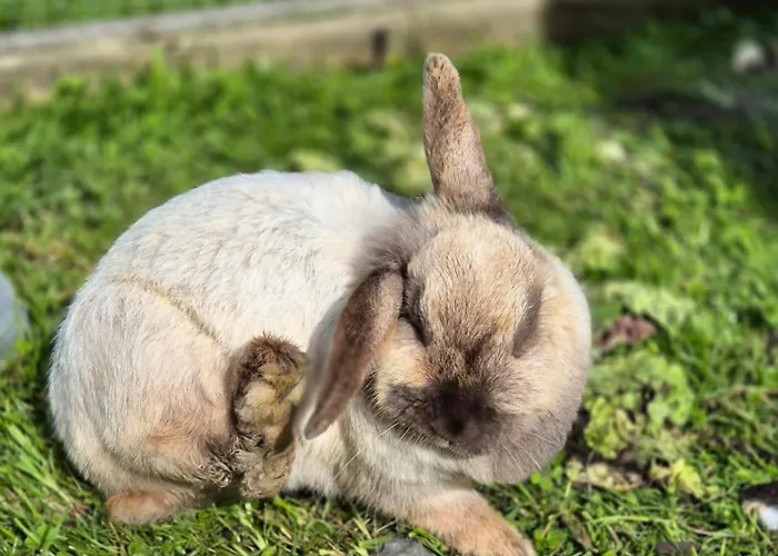 Bed & Breakfast Biobauernhof Habersatter 3*