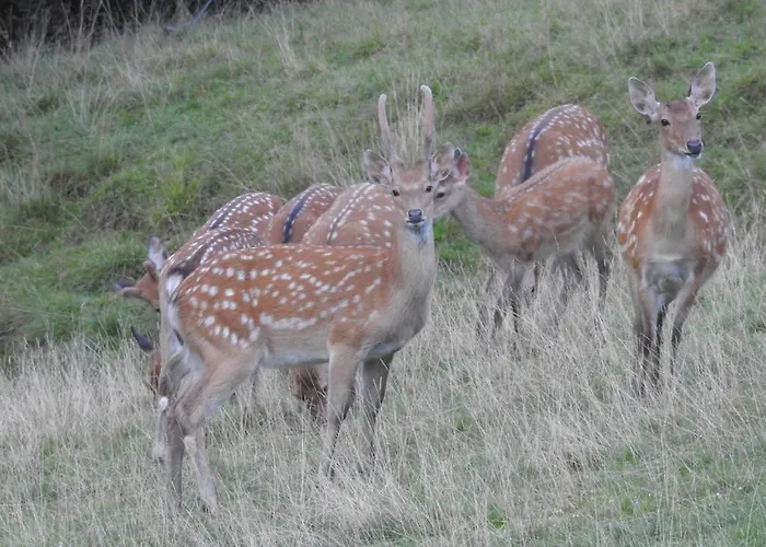 Biobauernhof Habersatter 3* Radstadt