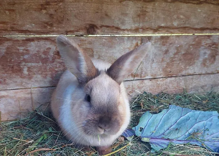 Bed & Breakfast Biobauernhof Habersatter